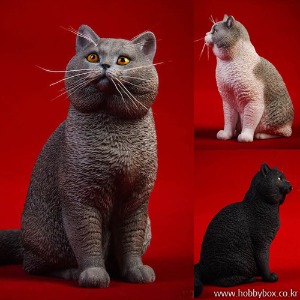 (입고) 브리티시 쇼트헤어 고양이 - 3종 중 선택 / JXK030A,B,C